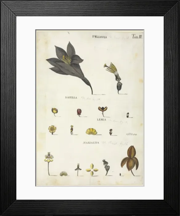 Framed Print : Vellosia, Dauilla, Lemia, Marialua Framed Print : Vellosia, Dauilla, Lemia, Marialua