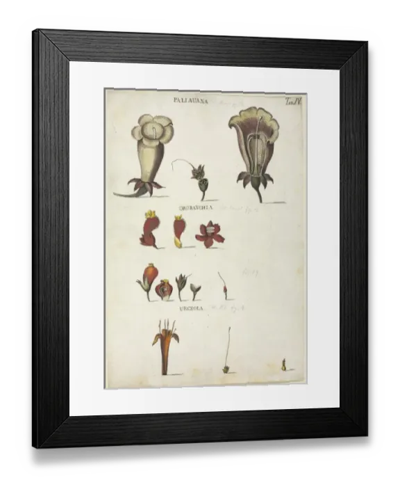 Framed Print : Paliauana, Orobanchia, Urcheola Framed Print : Paliauana, Orobanchia, Urcheola