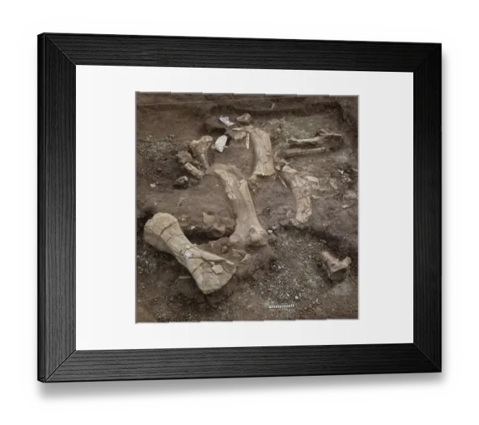 Framed Print : Dinosaur excavation, Niger 1988
