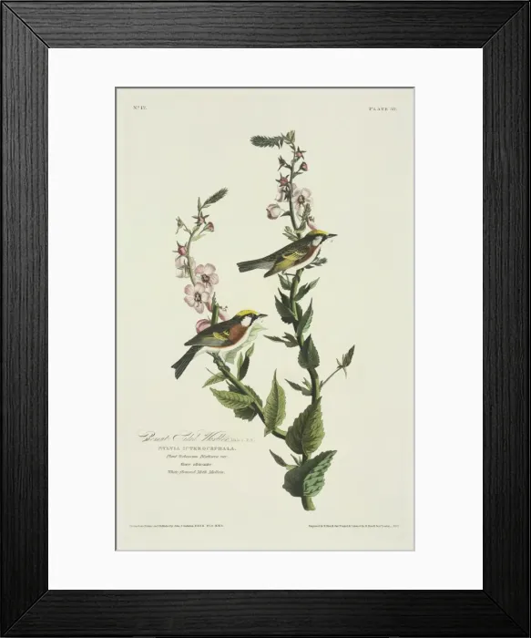 Framed Print : Dendroica pensylvanica, chestnut-sided warbler Framed Print : Dendroica pensylvanica, chestnut-sided warbler