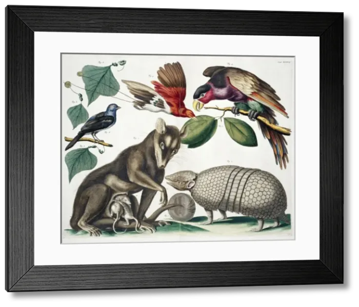 Framed Print : A group of mammals and birds Framed Print : A group of mammals and birds