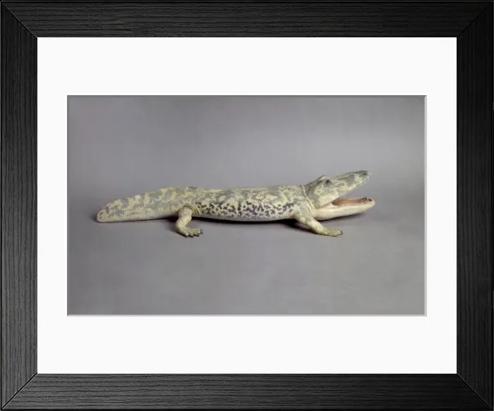 Framed Print : Paracyclotosaurus davidi, model Framed Print : Paracyclotosaurus davidi, model