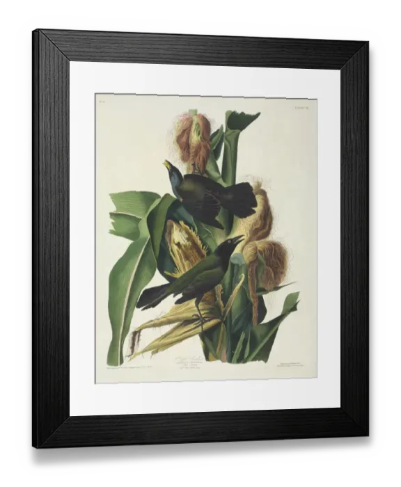 Framed Print : Quiscalus quiscula, common grackle Framed Print : Quiscalus quiscula, common grackle