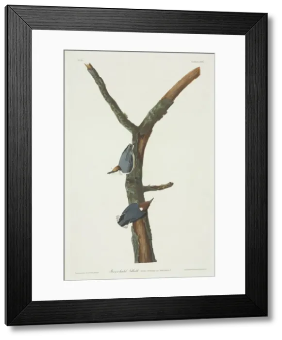 Framed Print : Sitta pusilla, brown-headed nuthatch Framed Print : Sitta pusilla, brown-headed nuthatch