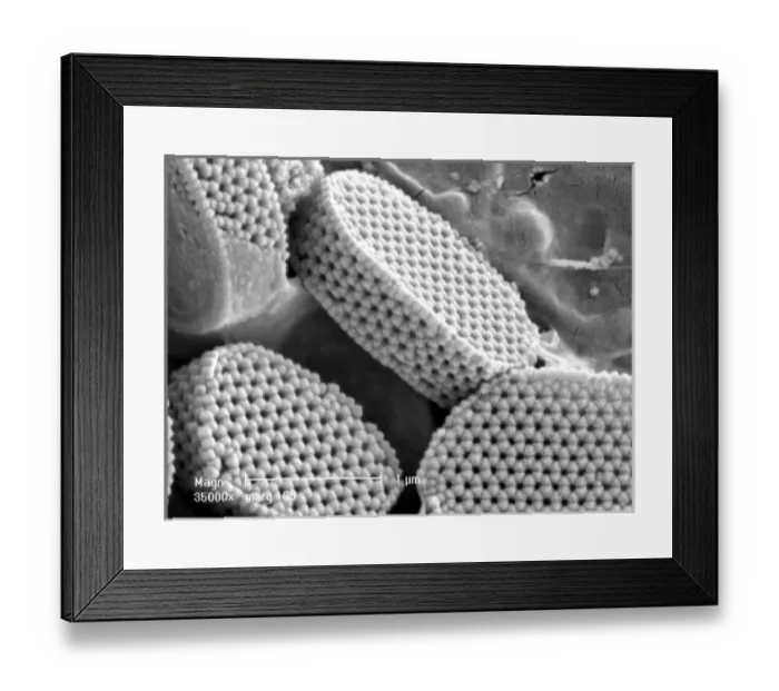 Framed Print : Calyptrolithophora papillifera, holococcolith Framed Print : Calyptrolithophora papillifera, holococcolith