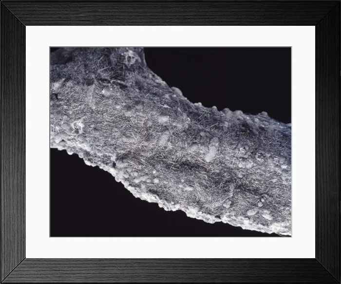 Framed Print : Boulangerite Framed Print : Boulangerite
