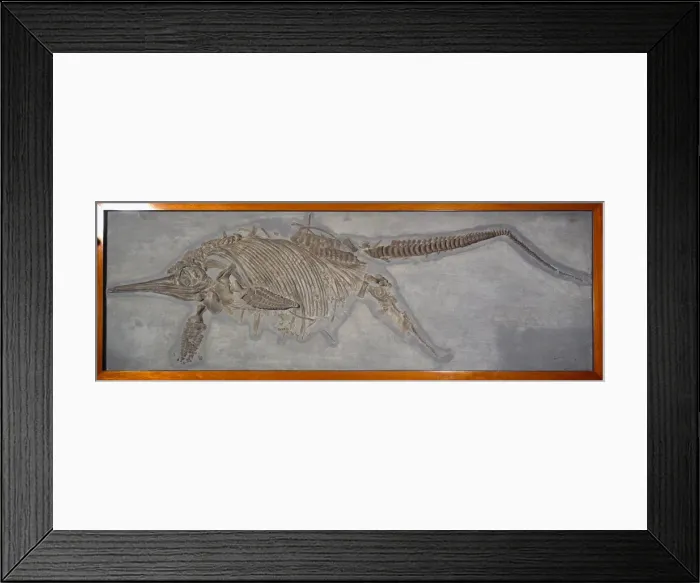 Framed Print : Ichthyosaur, Stenopterygius quadriscissus (Quenstedt) Framed Print : Ichthyosaur, Stenopterygius quadriscissus (Quenstedt)