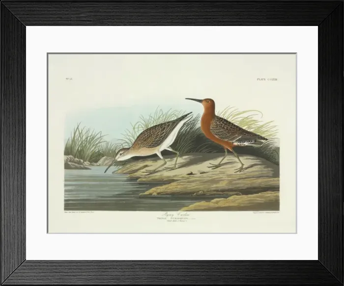 Framed Print : Calidris ferruginea, curlew sandpiper Framed Print : Calidris ferruginea, curlew sandpiper