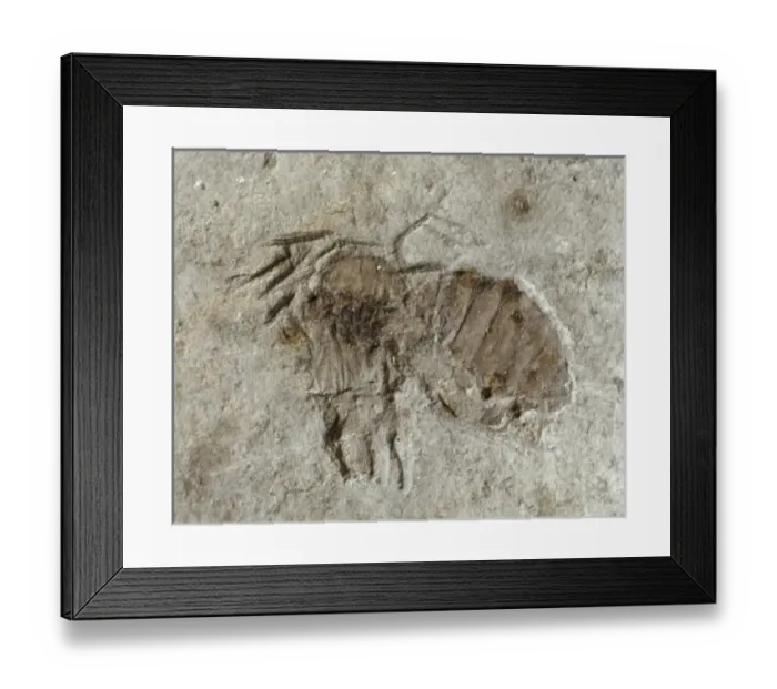 Framed Print : Anthophorites titania, fossil bee Framed Print : Anthophorites titania, fossil bee