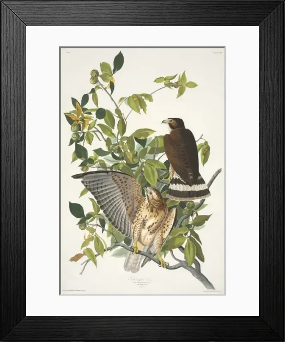 Framed Print : Buteo platypterus, broad-winged hawk Framed Print : Buteo platypterus, broad-winged hawk