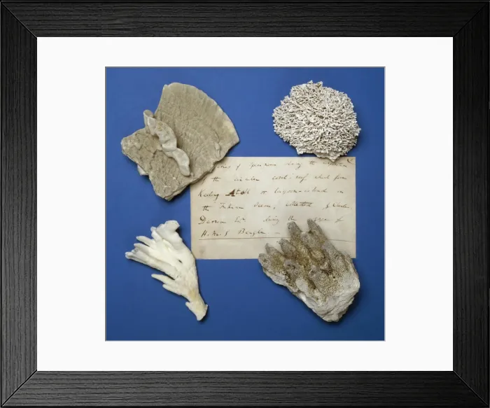 Framed Print : Specimens from the Cocos-Keeling Atol Framed Print : Specimens from the Cocos-Keeling Atol