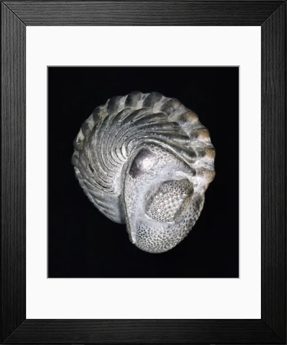 Framed Print : Phacops rana, trilobite Framed Print : Phacops rana, trilobite