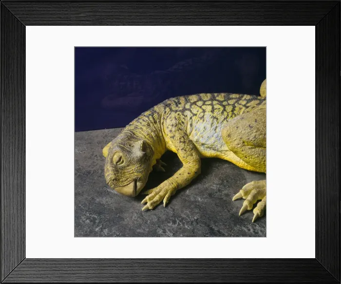 Framed Print : Psittacosaurus Framed Print : Psittacosaurus