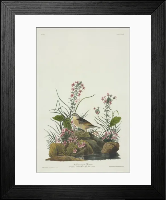 Framed Print : Ammodramus savannarum, grasshopper sparrow Framed Print : Ammodramus savannarum, grasshopper sparrow