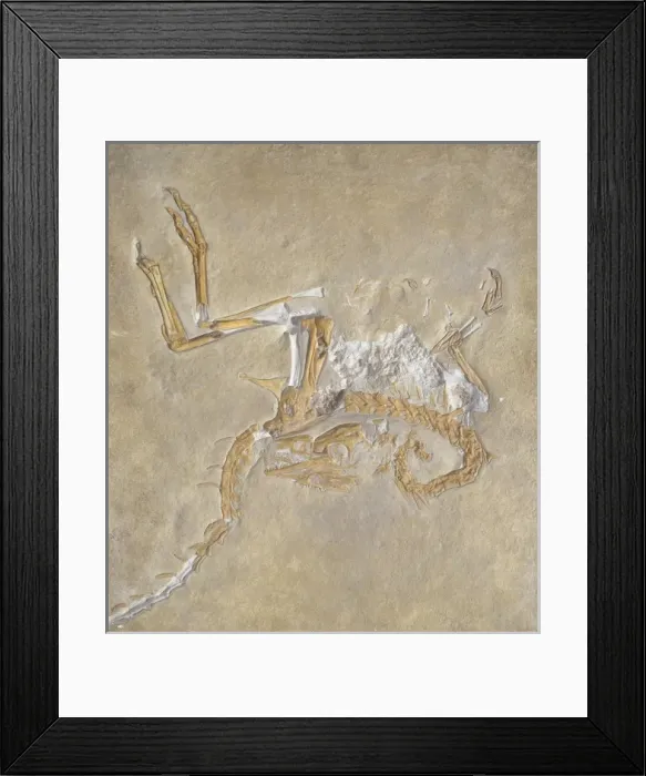 Framed Print : Compsognathus Framed Print : Compsognathus