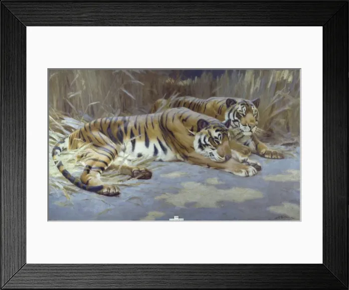 Framed Print : Panthera tigris, tiger Framed Print : Panthera tigris, tiger