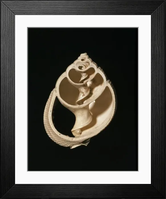 Framed Print : Desmoulia conglobata, gastropod Framed Print : Desmoulia conglobata, gastropod