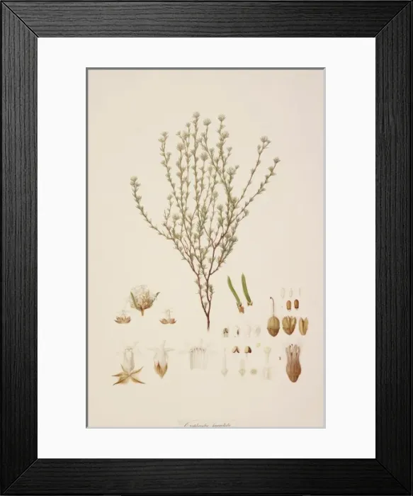 Framed Print : Pterostylis nutans R. Br Framed Print : Pterostylis nutans R. Br