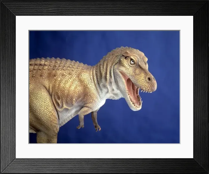 Framed Print : Tyrannosaurus rex Framed Print : Tyrannosaurus rex