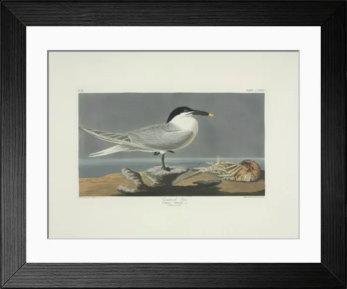 Framed Print : Sterna sandvicensis, Sandwich tern Framed Print : Sterna sandvicensis, Sandwich tern