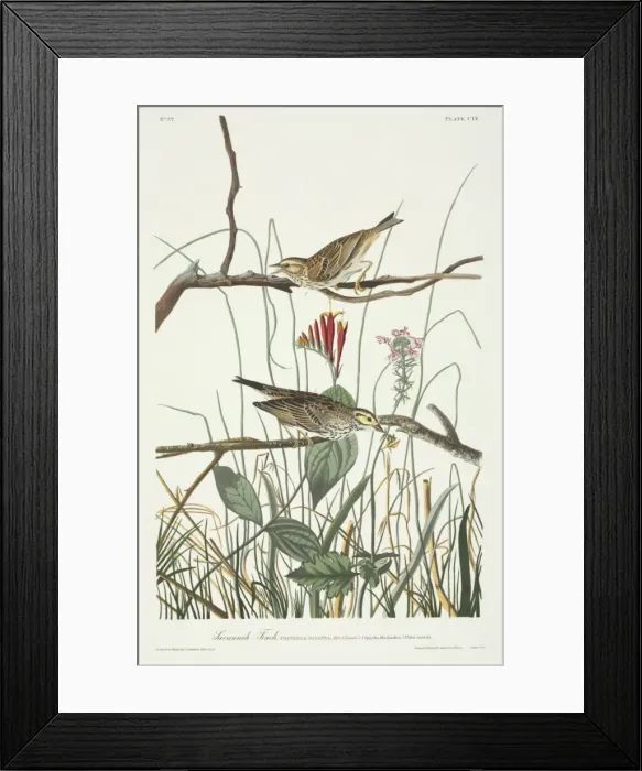 Framed Print : Passerculus sandwichensis, Savannah sparrow Framed Print : Passerculus sandwichensis, Savannah sparrow