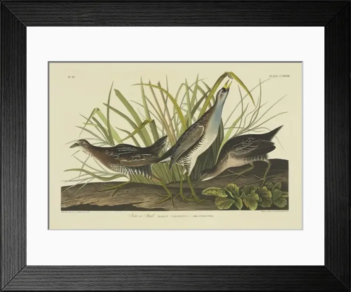Framed Print : Porzana carolina, sora rail Framed Print : Porzana carolina, sora rail