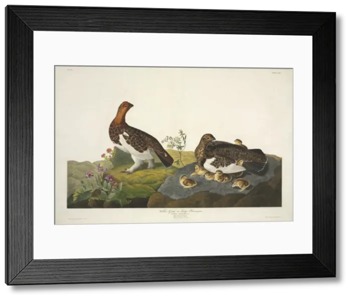 Framed Print : Lagopus lagopus, willow grouse Framed Print : Lagopus lagopus, willow grouse