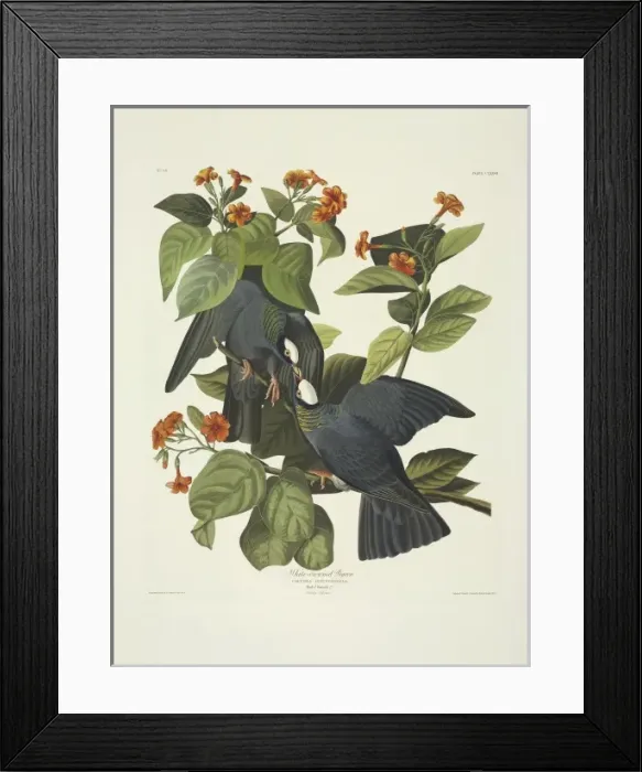 Framed Print : Columba leucocephala, white-crowned pigeon Framed Print : Columba leucocephala, white-crowned pigeon