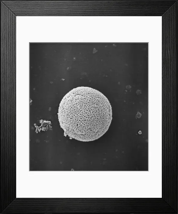 Framed Print : Populus nigra, lombardy or black poplar pollen (x 1500) Framed Print : Populus nigra, lombardy or black poplar pollen (x 1500)