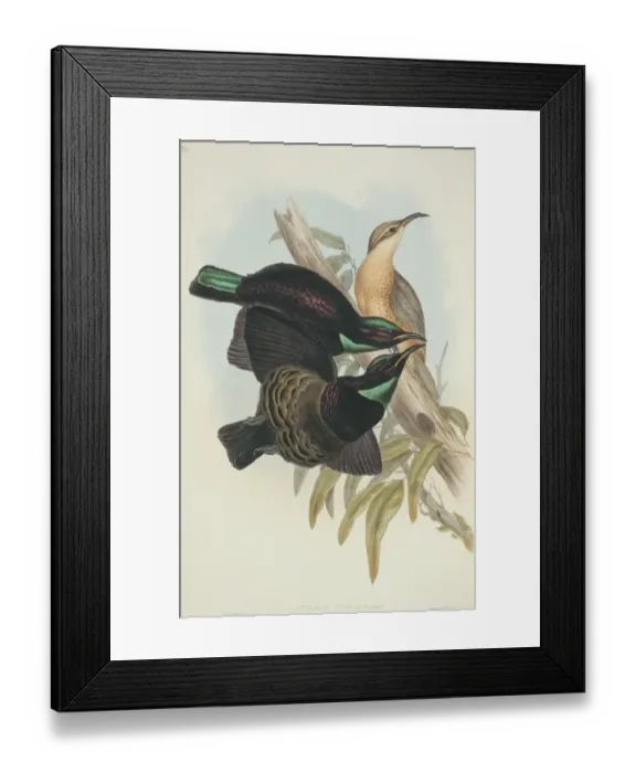 Framed Print : Ptiloris victoriae, Victorias riflebird Framed Print : Ptiloris victoriae, Victorias riflebird