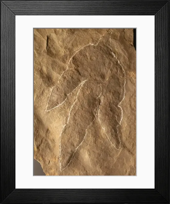Framed Print : Dinosaur footprint Framed Print : Dinosaur footprint