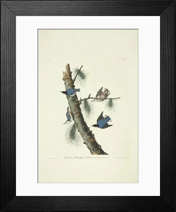 Framed Print : Sitta carolinensis, white-breasted nuthatch Framed Print : Sitta carolinensis, white-breasted nuthatch