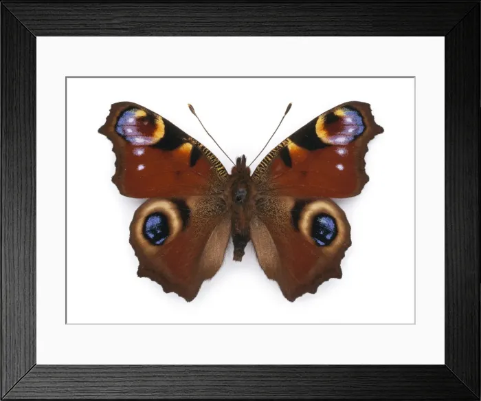 Framed Print : Inachis io (Linnaeus), peacock butterfly Framed Print : Inachis io (Linnaeus), peacock butterfly