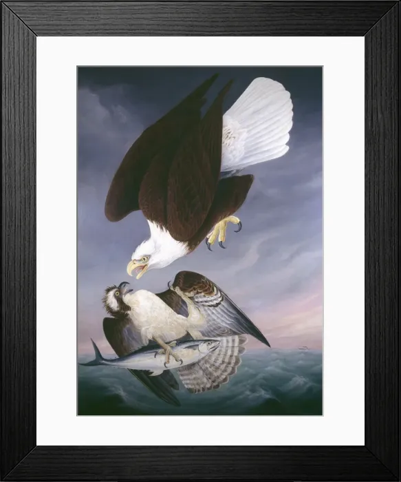 Framed Print : Haliaeetus leucocephalus, bald eagle, Pandion haliaetus, osp Framed Print : Haliaeetus leucocephalus, bald eagle, Pandion haliaetus, osp