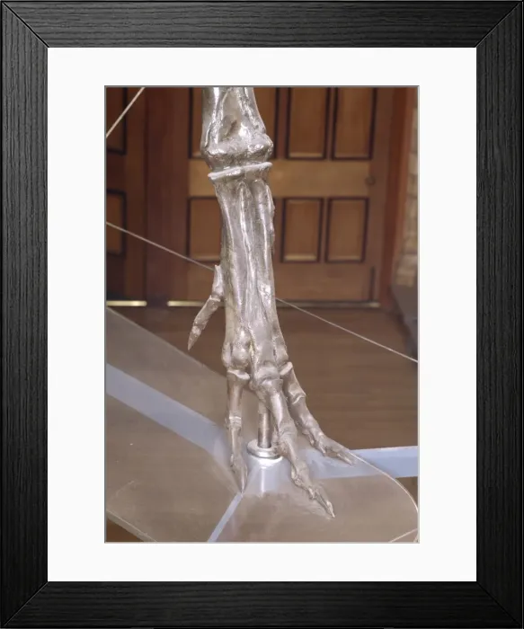 Framed Print : Albertosaurus metatarsals Framed Print : Albertosaurus metatarsals