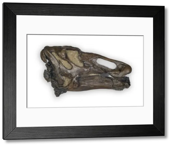 Framed Print : Edmontosaurus Framed Print : Edmontosaurus