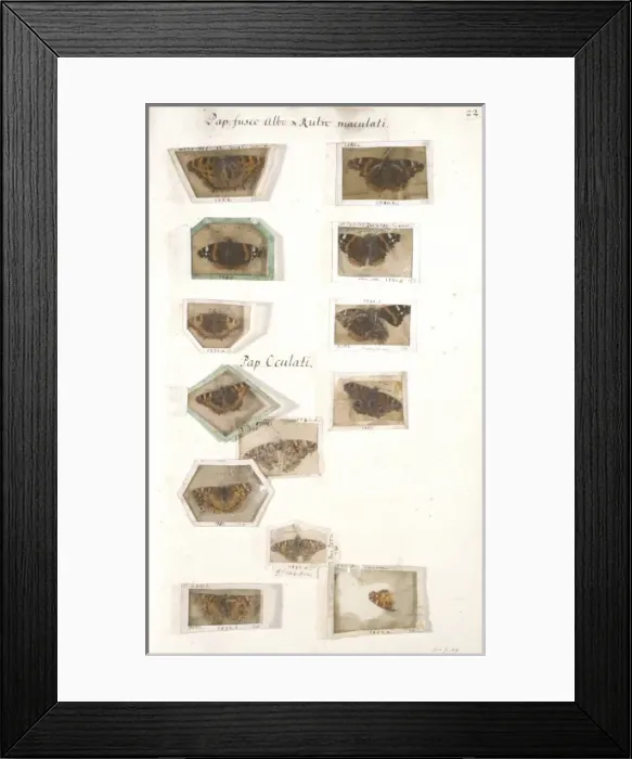 Framed Print : Insect collection by James Petiver (1663-1) Framed Print : Insect collection by James Petiver (1663-1)