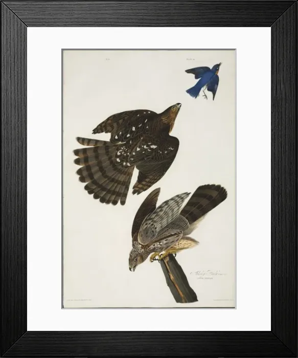 Framed Print : Accipiter cooperii, Coopers hawk Framed Print : Accipiter cooperii, Coopers hawk