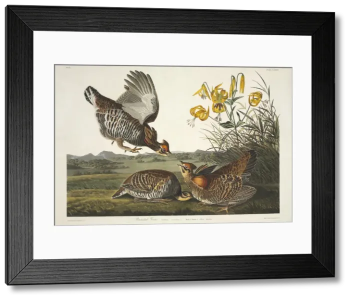 Framed Print : Tympanuchus cupid, greater prarie chicken Framed Print : Tympanuchus cupid, greater prarie chicken