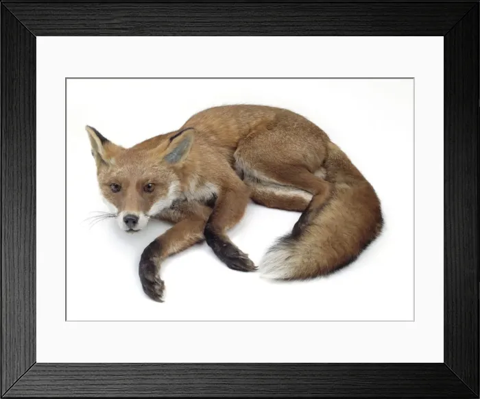 Framed Print : Vulpes vulpes, a red fox Framed Print : Vulpes vulpes, a red fox