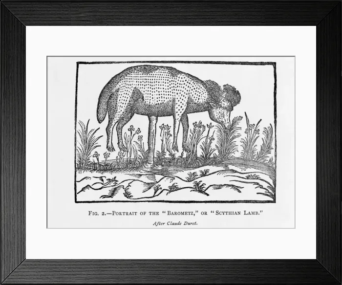 Framed Print : The Barometz or Sythian Lamb Framed Print : The Barometz or Sythian Lamb