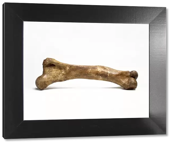 Mammoth thigh bone