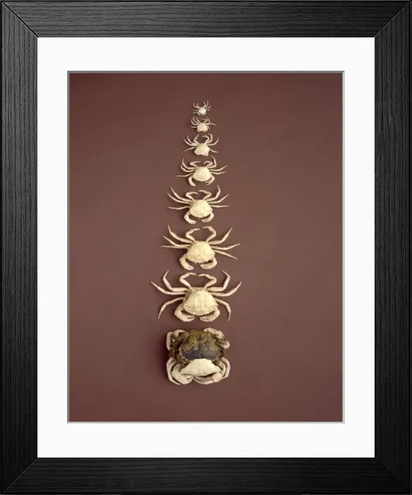 Framed Print : Carcinus maenas, European shore crab Framed Print : Carcinus maenas, European shore crab