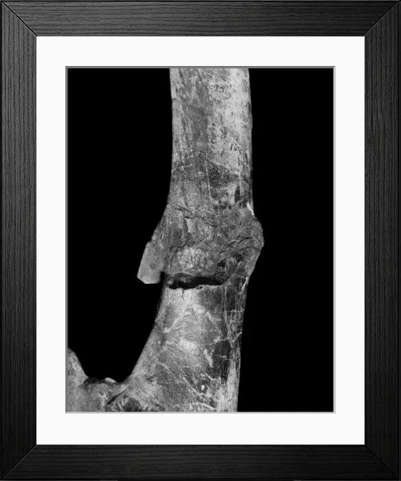 Framed Print : Iguanodon ischium