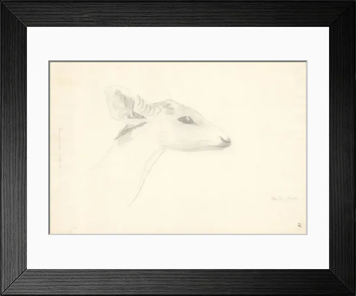Framed Print : Axis porcinus, hog deer Framed Print : Axis porcinus, hog deer