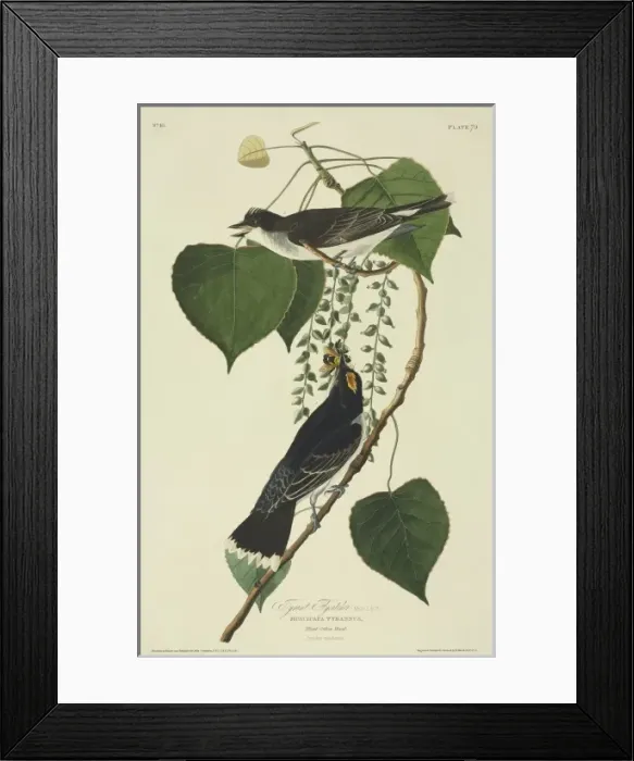 Framed Print : Tyrannus tyrannus, eastern kingbird Framed Print : Tyrannus tyrannus, eastern kingbird
