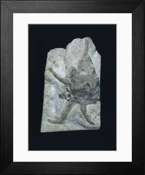 Framed Print : Harpagodes wrightii, gastropod Framed Print : Harpagodes wrightii, gastropod