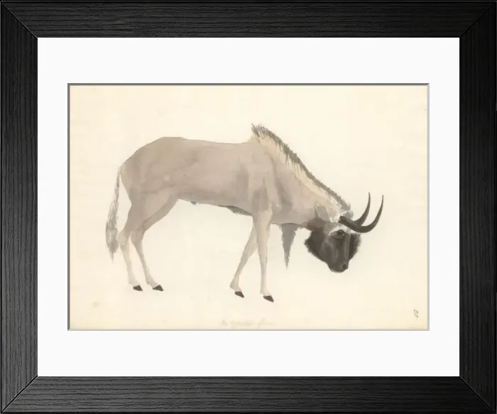 Framed Print : Bos connochaetes, wildebeest Framed Print : Bos connochaetes, wildebeest