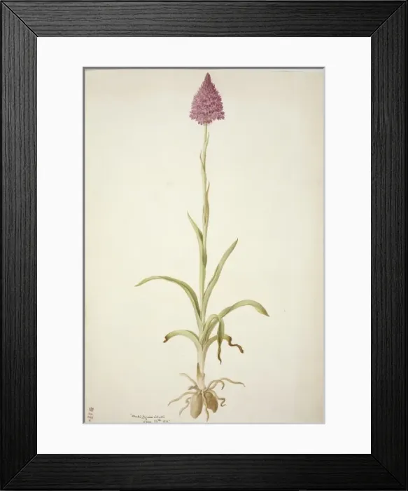 Framed Print : Plate 77 from British Orchids Framed Print : Plate 77 from British Orchids