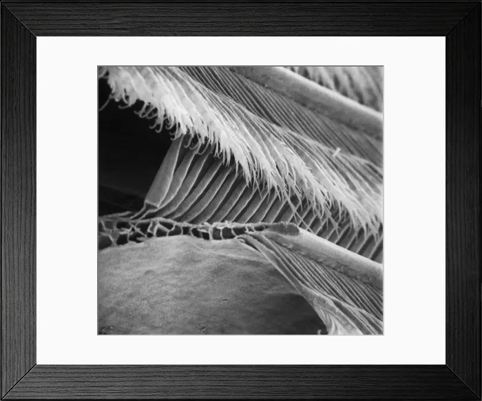 Framed Print : Feather detail Framed Print : Feather detail